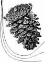 Ponderosa Pine Cone