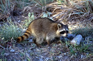 Raccoon