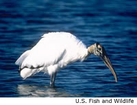 Wood Stork