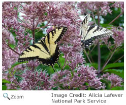 Eastern Tiger Swallowtail