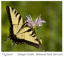 Eastern Tiger Swallowtail