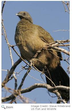 Plain Chachalaca