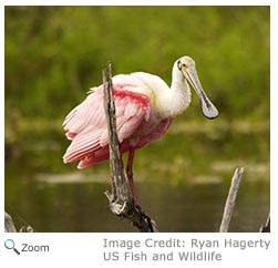 Roseate Spoonbill