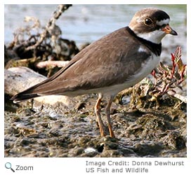 semipalmated plover