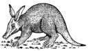 aardvark