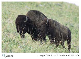 American Badger