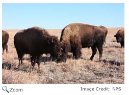 American Bison