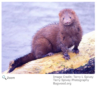 American Mink