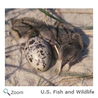 american oystercatcher