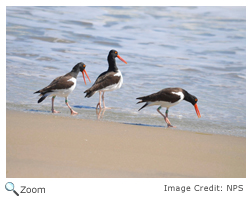 american oystercatcher