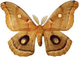 moth