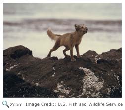 Arctic Fox