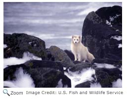 Arctic Fox