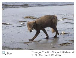 Arctic Fox