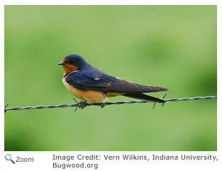 Barn Swallow