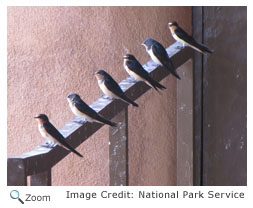 Barn Swallow