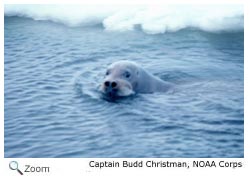 Bearded Seal