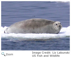 Bearded Seal