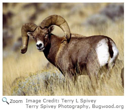 Bighorn Sheep