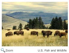 Bison grazing