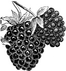 BLACKBERRY