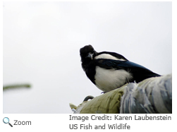 Black Billed Magpie