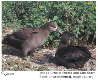 Black-footed Albatross