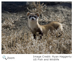 Black-footed Ferret