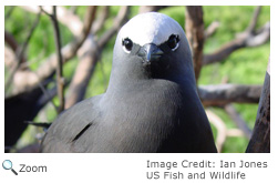 Black Noddy