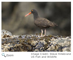 Black Oystercatcher