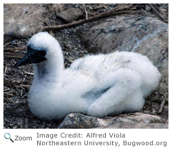 Blue-footed