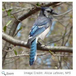 Blue Jay