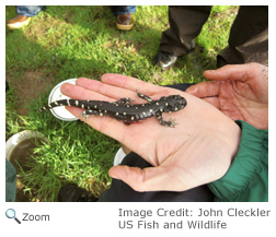 California Tiger Salamander