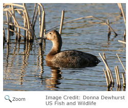 Canvasback