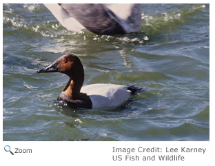 Canvasback