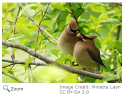 Cedar Waxwing