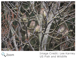 Cedar Waxwing