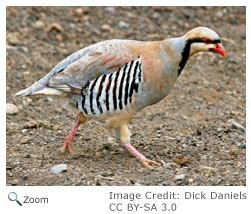 Chukar