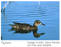 Bairds sandpiper