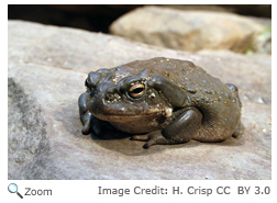 Colorado River Toad