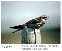 Common Nighthawk