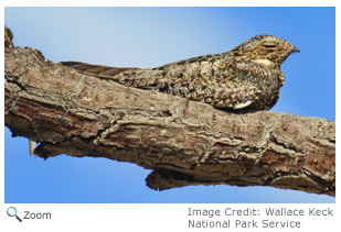 Common Nighthawk