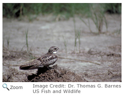 Common Nighthawk