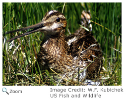 Common Snipe