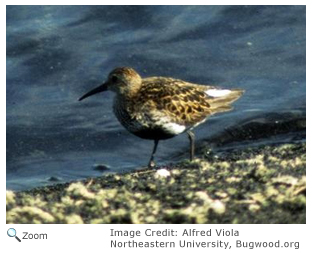 Dunlin