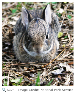 Eastern Cottontail