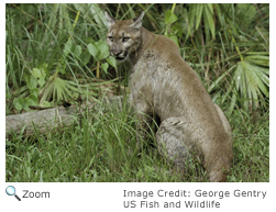 Florida Panther