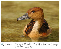 Fulvous Whistling Duck