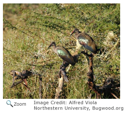 Glossy Ibis