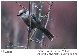 Canada Jay